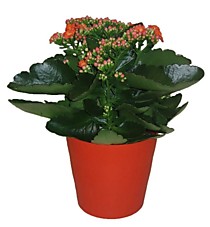 Каланхоэ микс