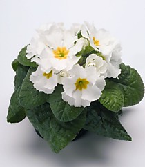 Примула